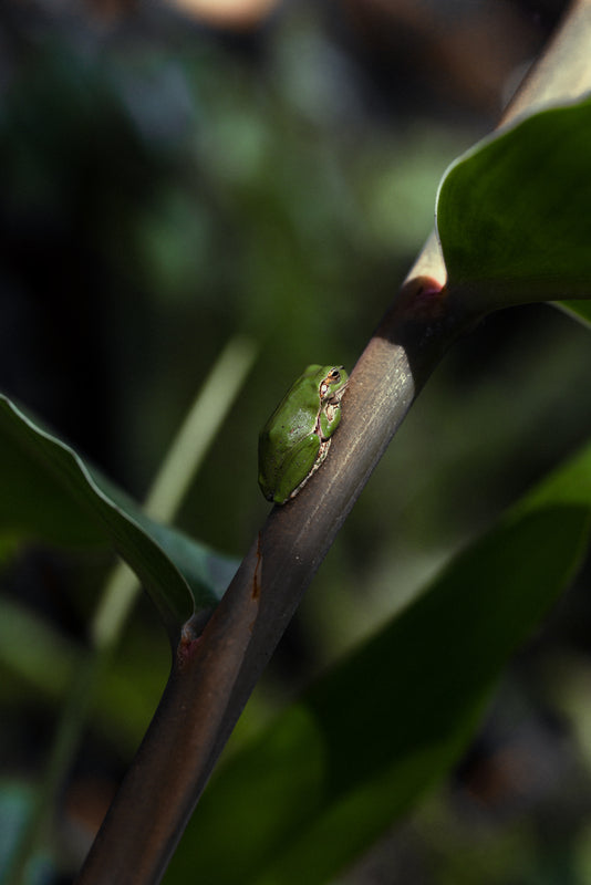 Preset Nature Sharpness