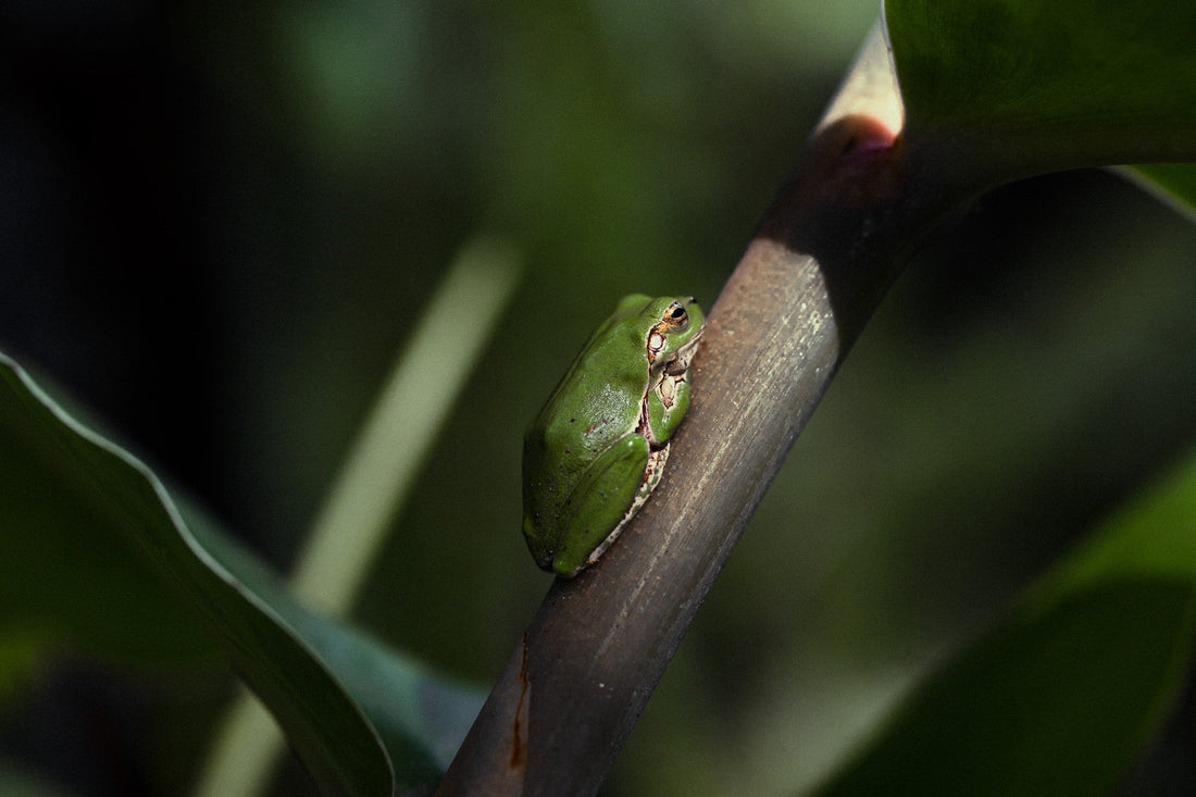 Nuevo Pack de Presets: Future & Nature Collection